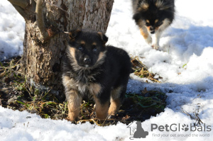 Foto №1. deutscher schäferhund - zum Verkauf in der Stadt Москва | 168€ | Ankündigung № 9646