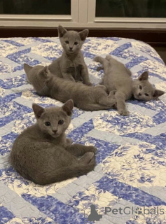 Foto №2 zu Ankündigung № 157779 zu verkaufen russisch blau - einkaufen Deutschland quotient 	ankündigung