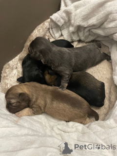 Foto №1. chihuahua - zum Verkauf in der Stadt Georgetown | 426€ | Ankündigung № 161375