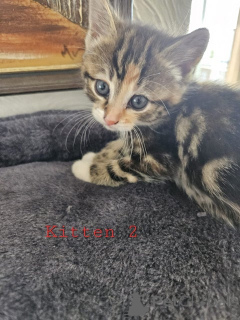 Foto №3. Maine-Coon-Mix-Kätzchen. Österreich