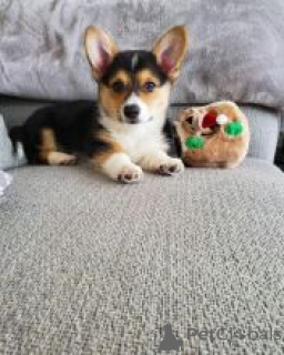 Foto №1. welsh corgi - zum Verkauf in der Stadt Erottaja | verhandelt | Ankündigung № 170485