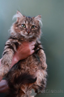Foto №1. maine-coon-katze - zum Verkauf in der Stadt Bünsdorf | 218€ | Ankündigung № 148570