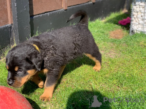 Foto №3. Rottweiler Welpen. Deutschland