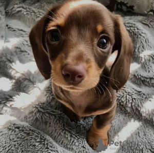 Foto №1. dackel - zum Verkauf in der Stadt Heidelberg | 300€ | Ankündigung № 130504