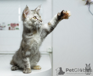 Foto №4. Ich werde verkaufen maine-coon-katze in der Stadt Москва. quotient 	ankündigung, vom kindergarten, züchter - preis - verhandelt