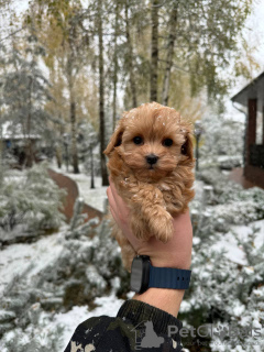 Foto №4. Ich werde verkaufen maltipu in der Stadt Москва. quotient 	ankündigung - preis - 183€