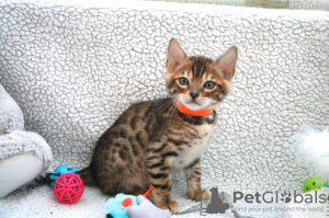 Foto №3. Leidenschaftliche Bengalkatzen-Kätzchen zur Adoption in ein liebevolles Zuhause. USA