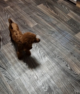 Foto №2 zu Ankündigung № 166159 zu verkaufen pudel (toy) - einkaufen Ukraine quotient 	ankündigung, vom kindergarten, züchter