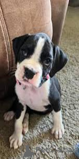 Foto №3. Boxerpuppy's te koop. Belgien