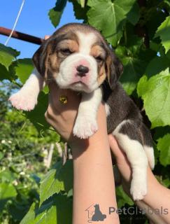 Foto №4. Ich werde verkaufen beagle in der Stadt Tiraspol. quotient 	ankündigung - preis - verhandelt