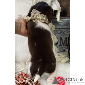 Foto №3. WEIBLICHER BEAGLE-WELPE ZU VERKAUFEN. Brasilien