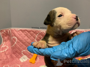 Foto №1. american bully - zum Verkauf in der Stadt Панчево | 2600€ | Ankündigung № 127733