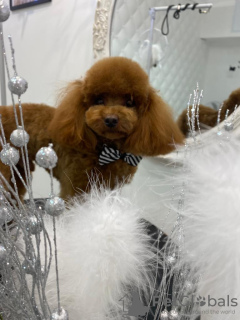 Foto №3. Die schönsten farbigen Yorkies. Türkei