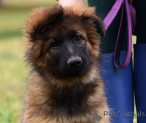 Foto №1. deutscher schäferhund - zum Verkauf in der Stadt München | 700€ | Ankündigung № 138525
