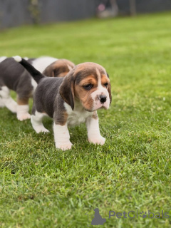 Foto №2 zu Ankündigung № 174969 zu verkaufen beagle - einkaufen Deutschland quotient 	ankündigung