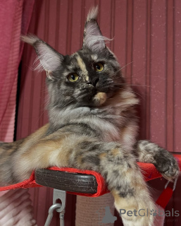 Foto №2 zu Ankündigung № 155322 zu verkaufen maine-coon-katze - einkaufen Norwegen quotient 	ankündigung