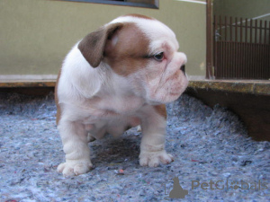Foto №2 zu Ankündigung № 160066 zu verkaufen englische bulldogge - einkaufen USA 