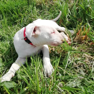 Foto №2 zu Ankündigung № 6896 zu verkaufen bullterrier - einkaufen Weißrussland züchter