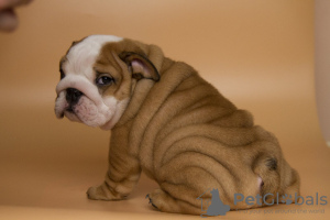 Foto №2 zu Ankündigung № 8887 zu verkaufen englische bulldogge - einkaufen Ukraine quotient 	ankündigung