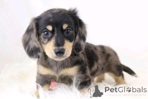 Foto №3. Süße, entzückende Dackelwelpen zum Verkauf. Kontaktieren Sie WhatsApp Business. Deutschland