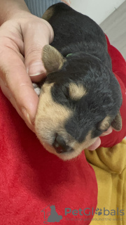 Foto №2 zu Ankündigung № 129024 zu verkaufen airedale terrier - einkaufen Zypern züchter