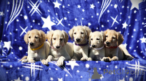 Foto №2 zu Ankündigung № 138460 zu verkaufen  - einkaufen Serbien 