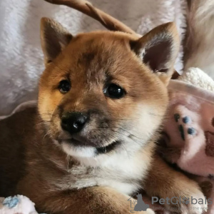 Zusätzliche Fotos: Shiba Inu, ZKwP-Aufzeichnungen