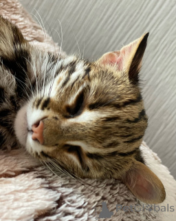 Foto №2 zu Ankündigung № 135148 zu verkaufen ocicat - einkaufen Frankreich züchter