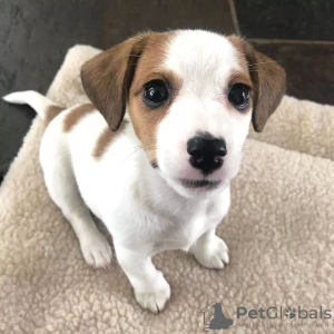 Foto №2 zu Ankündigung № 71693 zu verkaufen jack russell terrier - einkaufen Australien quotient 	ankündigung, züchter