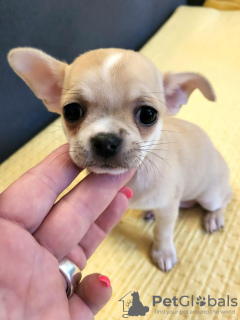 Zusätzliche Fotos: Mini-Chihuahuas
