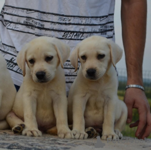 Foto №2 zu Ankündigung № 111767 zu verkaufen labrador retriever - einkaufen Serbien züchter