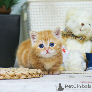 Foto №4. Ich werde verkaufen munchkin in der Stadt ABERTS. züchter - preis - 291€