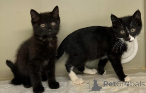 Foto №1.  - zum Verkauf in der Stadt Moskwa | Frei | Ankündigung № 149041