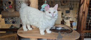 Foto №1. munchkin - zum Verkauf in der Stadt Alsdorf | 350€ | Ankündigung № 153205