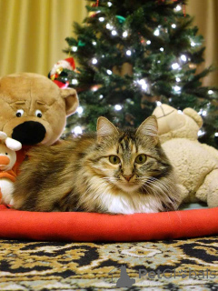 Foto №3. Die dreifarbige Hauskatze Delka ist in guten Händen. Russische Föderation