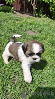 Foto №2 zu Ankündigung № 170085 zu verkaufen lhasa apso, shih tzu - einkaufen Lettland quotient 	ankündigung, vom kindergarten, züchter