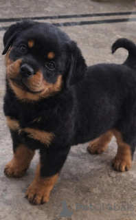 Foto №2 zu Ankündigung № 168419 zu verkaufen rottweiler - einkaufen Niederlande züchter