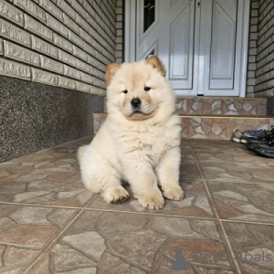 Foto №2 zu Ankündigung № 109360 zu verkaufen chow-chow - einkaufen Serbien 