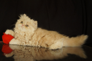 Zusätzliche Fotos: Cattery von persischen und exotischen Katzen