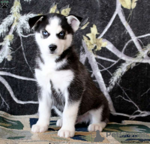 Foto №3. Black and White Siberian Husky zu verkaufen Verkaufen. USA