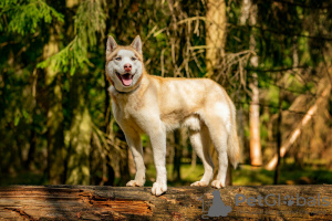 Zusätzliche Fotos: Der hübsche Husky Hart ist in guten Händen