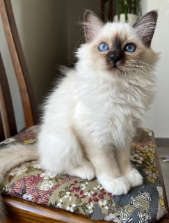 Foto №2 zu Ankündigung № 176800 zu verkaufen birma-katze - einkaufen Finnland 