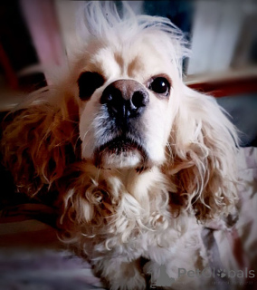 Foto №3. Der amerikanische Cocker Spaniel Tosha sucht ein Zuhause. Russische Föderation