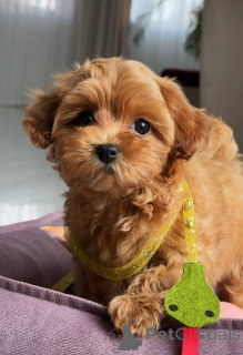 Foto №2 zu Ankündigung № 163963 zu verkaufen malteser - einkaufen Deutschland züchter