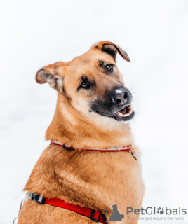 Foto №1. mischlingshund - zum Verkauf in der Stadt Москва | Frei | Ankündigung № 92072