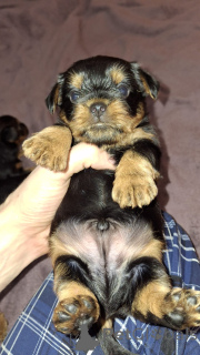 Foto №4. Ich werde verkaufen biewer terrier, yorkshire terrier in der Stadt Riga. quotient 	ankündigung, vom kindergarten, züchter - preis - 600€