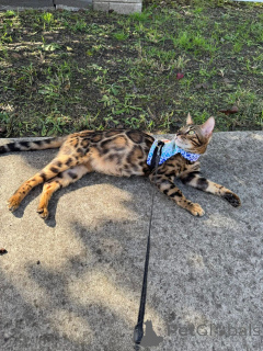 Foto №2 zu Ankündigung № 152944 zu verkaufen bengal katzenrasse - einkaufen Finnland quotient 	ankündigung