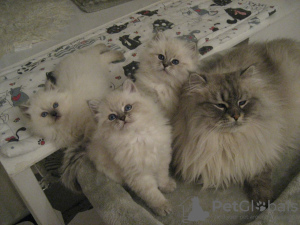 Foto №3. Schöne sibirische Kätzchen zu verkaufen. Russische Föderation