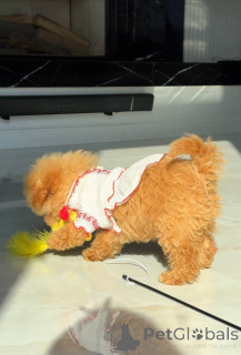 Foto №1. malteser - zum Verkauf in der Stadt Berlin | 800€ | Ankündigung № 163965