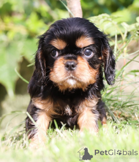 Foto №1. cavalier king charles spaniel - zum Verkauf in der Stadt Mailand | 2125€ | Ankündigung № 141333